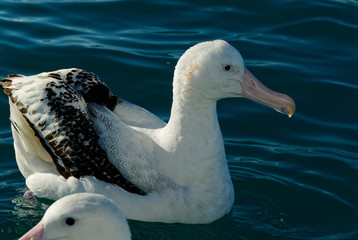 An albatross floats on the water, side on to the camera