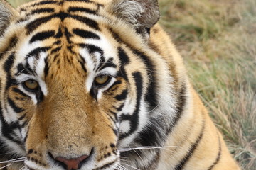 Looking into the eyes of the bengal tiger up close