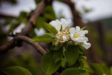 branch of apple tree with white flowers