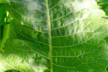 big green leaf