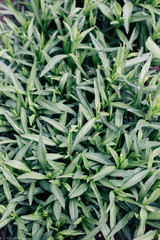 green grass texture background