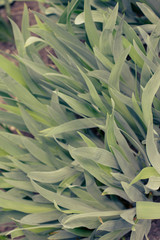 green grass texture background