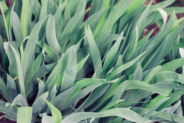 Obraz premium green grass texture background