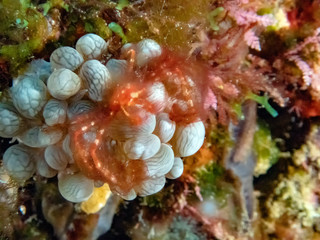 An Orangutan Crab (Achaeus japonicus)