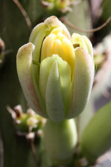 agave_victoriae-reginae