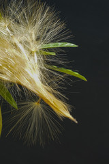 Azalea seeds break out of the pod-
