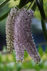 bee on flower