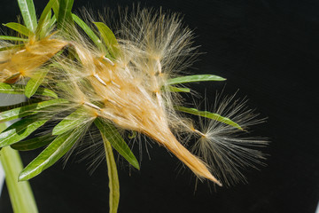 Azalea seeds break out of the pod