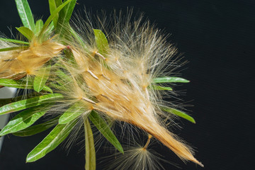 Azalea seeds break out of the pod on the black background