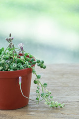 Pot of Variegated String of Pearl with Puple flower Succulent Plant Background