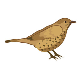 Blackbird on a white background. Zoology. Vector illustration. 
