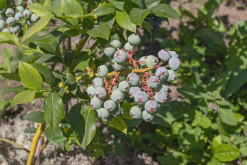 Branch of blueberry Vaccinium corymbosum, which is in the process of maturing. There is a bunch of green berries large blueberries. Large green blueberries on a green background. selective focus