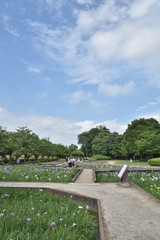 埼玉県富士見市 山崎公園（せせらぎ菖蒲園）