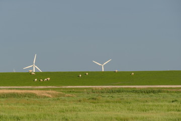 Fototapeta premium Green dyke with meadow, sheep, wind turbines and blue sky - North sea, Germany