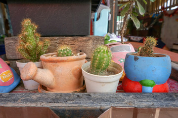 Cactus in a cute pot