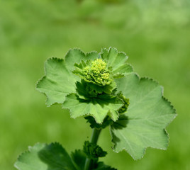 Frauenmantel, Alchemilla, mollis, Tautropfen