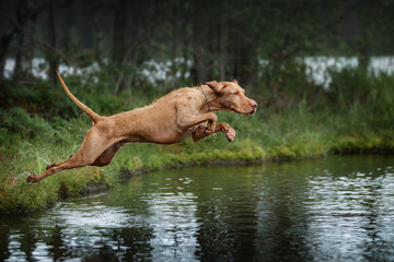 Beautiful dog Vizsla jumping into the water - Powered by Adobe
