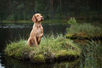 Beautiful Vizsla dog sitting near the water