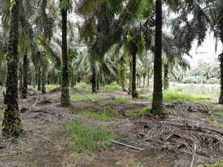 コスタリカの熱帯雨林