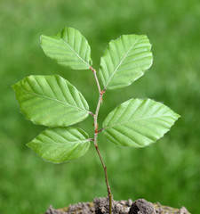 Hainbuche, Carpinus, betulus