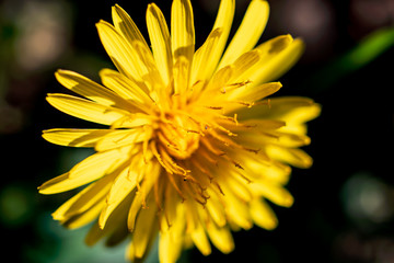 Close-up on a yellow dandelion (taraxacum) flower in summer