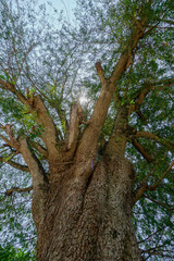 Fototapeta premium 50 year old tamarind tree