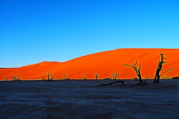 ナミブ砂漠　Deadvlei　Namibia