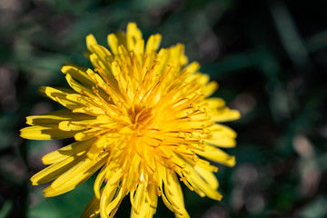 Close-up on a yellow dandelion (taraxacum) flower in summer