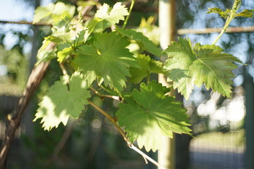 Branch of grape leaves with beautiful bokeh. Grapes in spring day