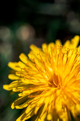 Close-up on a yellow dandelion (taraxacum) flower in summer