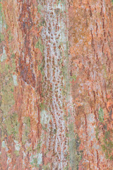  tree bark nature texture pattern wood background