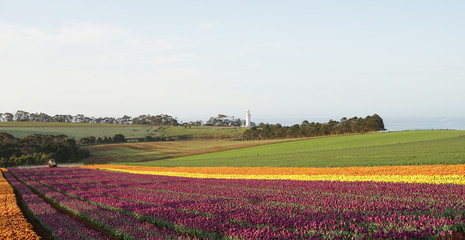 Fototapeta na wymiar Tulips of Wynyard Tasmania