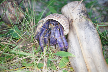 Amami Oshima, Japan - June 16, 2019: A Hermit Crab at Tomori Beach at Amami Oshima, Kagoshima, Japan