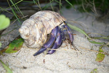 Amami Oshima, Japan - June 16, 2019: A Hermit Crab at Tomori Beach at Amami Oshima, Kagoshima, Japan