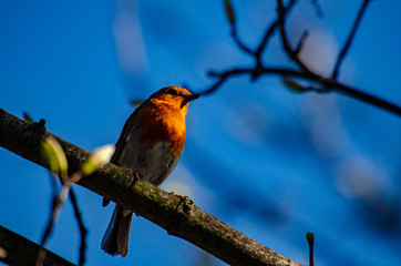 bird on a branch