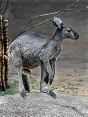 Naklejka premium Eastern grey kangaroo or giant kangaroo in its enclosure. Latin name - Macropus giganteus