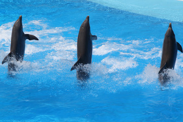 Delphin © Stephan von Mikusch