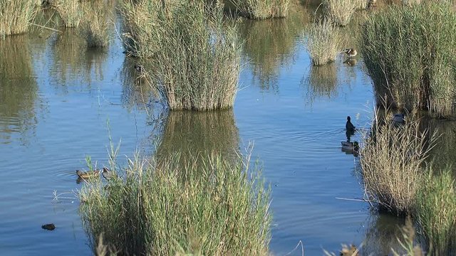 Ducks in Delta de l'Ebre, Spain