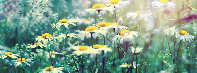 Beautiful dreamy daisy flowers, grass, ladybug close-up on wild field in sunset light panorama. Soft focus nature background. Spring floral greeting card template. Delicate artistic toned image