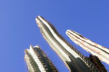 beautiful large cacti against a blue sky