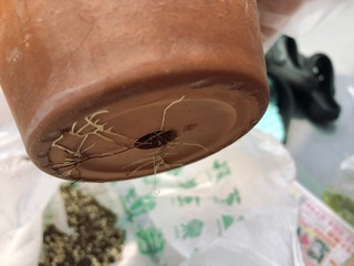 鉢底穴から飛び出したガジュマルの根っこ