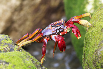 rote_Klippenkrabbe