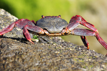 rote_Klippenkrabbe