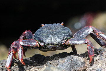 rote_Klippenkrabbe