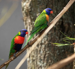 couple de loriquets à tête bleue