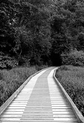 Boardwalk pathway over a pond, going into a dense area of Campbell Valley Park, in Langley BC Canada. 