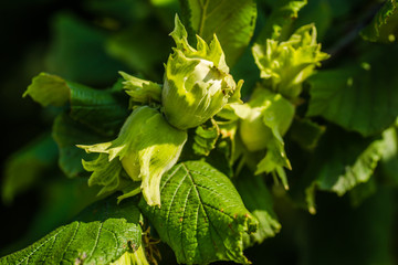 Hazelnut tree canopy. Mature fruits of hazelnut.