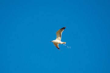 Fototapeta na wymiar Seagull flying shitting Barcelona, Catalonia.