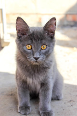 Gray kitten in the country