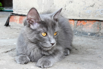 Gray kitten in the country